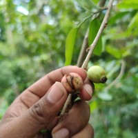 Alangium salviifolium (L.f.) Wangerin