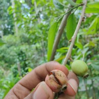 Alangium salviifolium (L.f.) Wangerin