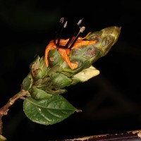 Strobilanthes laxa T.Anderson