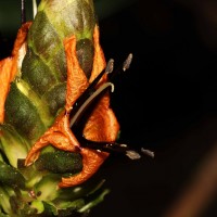 Strobilanthes laxa T.Anderson