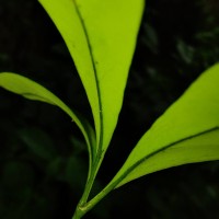 Heptapleurum emarginatum (Moon) Seem.