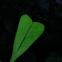 Heptapleurum emarginatum (Moon) Seem.