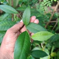 Tritaxis glabella var. glabella Thwaites