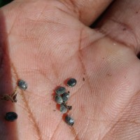 Uraria picta (Jacq.) Desv. ex DC.