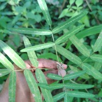 Uraria picta (Jacq.) Desv. ex DC.