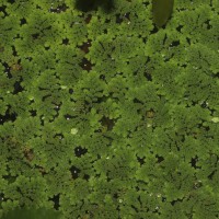 Azolla pinnata   R.Br.