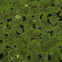Azolla pinnata   R.Br.