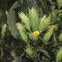 Strobilanthes crispa (L.) Blume