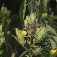 Strobilanthes crispa (L.) Blume
