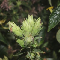 Strobilanthes crispa (L.) Blume