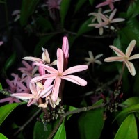 Kopsia obscura D.J.Middleton