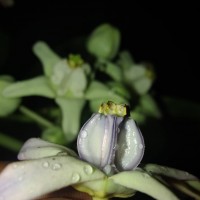 Calotropis gigantea (L.) W.T.Aiton