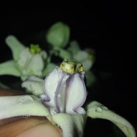 Calotropis gigantea (L.) W.T.Aiton