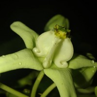 Calotropis gigantea (L.) W.T.Aiton