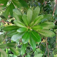 Mangifera zeylanica (Blume) Hook.f.