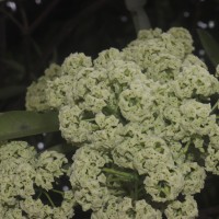Alstonia scholaris (L.) R.Br.