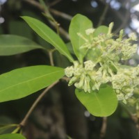 Alstonia scholaris (L.) R.Br.