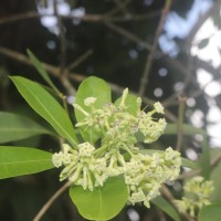 Alstonia scholaris (L.) R.Br.