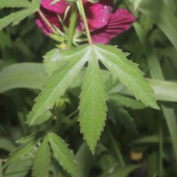Hibiscus radiatus Cav.