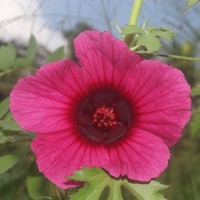Hibiscus radiatus Cav.