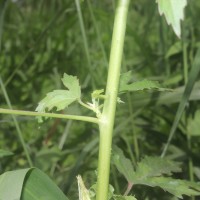 Hibiscus radiatus Cav.