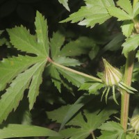 Hibiscus radiatus Cav.