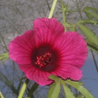 Hibiscus radiatus Cav.