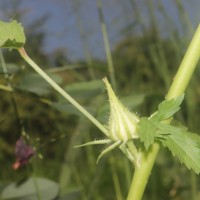 Hibiscus radiatus Cav.