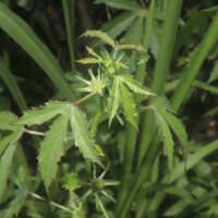Hibiscus radiatus Cav.