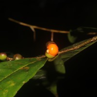 Aporosa lanceolata (Tul.) Thwaites