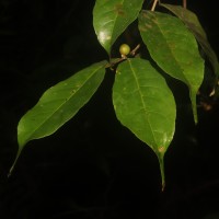 Aporosa lanceolata (Tul.) Thwaites