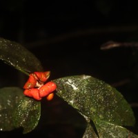 Euonymus walkeri Wight