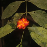 Euonymus walkeri Wight