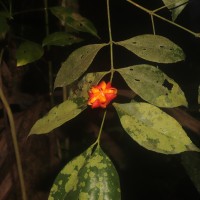 Euonymus walkeri Wight