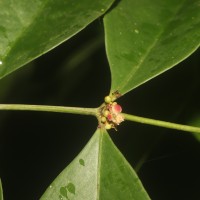 Euonymus walkeri Wight