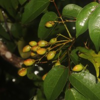 Rourea minor (Gaertn.) Alston