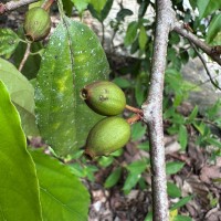 Alangium hexapetalum Lam.