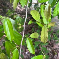 Alangium hexapetalum Lam.