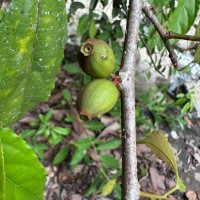 Alangium hexapetalum Lam.