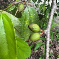 Alangium hexapetalum Lam.
