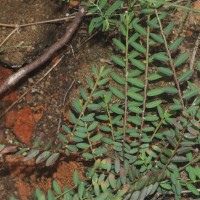 Phyllanthus urinaria L.