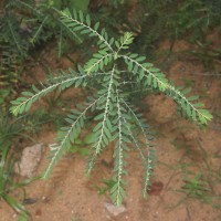 Phyllanthus debilis J.G.Klein ex Willd.