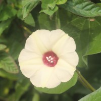 Hewittia malabarica (L.) Suresh