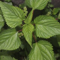 Laportea interrupta (L.) Chew