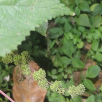 Laportea interrupta (L.) Chew