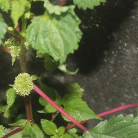 Laportea interrupta (L.) Chew