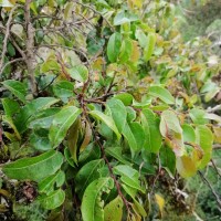Phyllanthus candolleanus (Wight & Arn.) Chakrab. & N.P.Balakr.