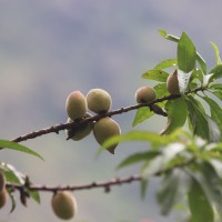 Prunus persica (L.) Batsch