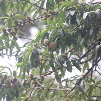 Prunus persica (L.) Batsch