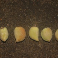 Prunus persica (L.) Batsch